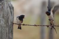 Hirundo rustica