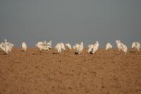 Bubulcus ibis