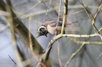 Lophophanes cristatus