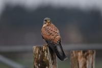 Falco tinnunculus