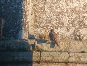 Falco peregrinus