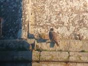Falco peregrinus