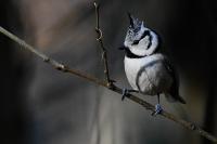 Lophophanes cristatus