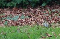Turdus philomelos