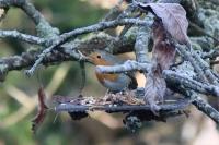 Erithacus rubecula
