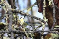 Cyanistes caeruleus