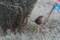 Troglodytes troglodytes