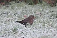 Turdus merula