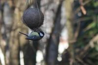 Parus major
