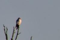 Elanus caeruleus