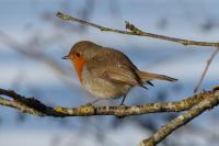 Erithacus rubecula