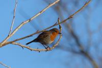 Erithacus rubecula