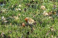 Erithacus rubecula