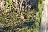 Turdus philomelos