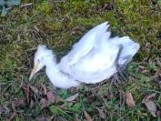 Bubulcus ibis