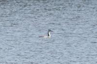 Podiceps cristatus
