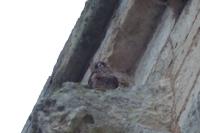 Falco peregrinus