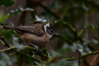 Lophophanes cristatus