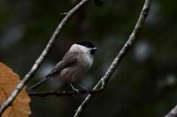 Poecile palustris