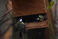 Parus major