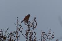 Falco tinnunculus