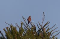Falco tinnunculus