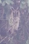 Asio otus