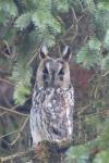 Asio otus