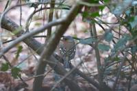 Fringilla coelebs