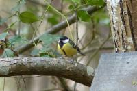Parus major