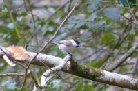 Poecile palustris
