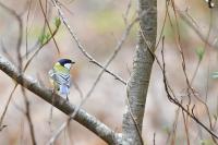 Parus major