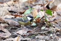 Parus major