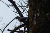 Sitta europaea