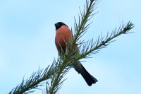 Pyrrhula pyrrhula
