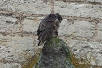 Falco peregrinus
