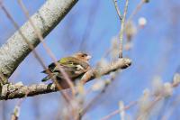 Fringilla coelebs