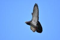Columba livia
