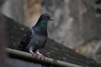 Columba livia