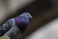 Columba livia