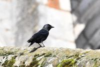 Corvus monedula