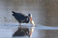 Ardea cinerea