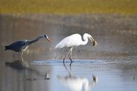 Ardea cinerea