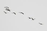 Grus grus