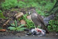 Accipiter nisus
