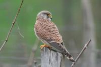 Falco tinnunculus