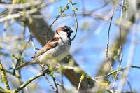 Passer domesticus