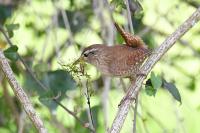 Troglodytes troglodytes