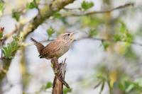 Troglodytes troglodytes