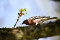 Fringilla coelebs